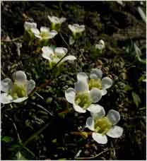 Diapensia lapponica * Troms * 3680 x 2760 * (3.08MB)